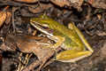 Copper-cheeked Frog Chalcorana eschatia