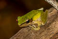 Copper-cheeked Frog Chalcorana eschatia