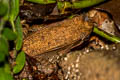 Dark-eared Frog Sylvirana cubitalis