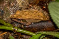Dark-eared Frog Sylvirana cubitalis