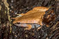 Dark-sided Chorus Frog Microhyla heymonsi