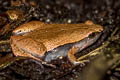 Dark-sided Chorus Frog Microhyla heymonsi