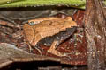 Dark-sided Chorus Frog Microhyla heymonsi