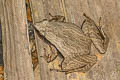 Dark-sided Chorus Frog Microhyla heymonsi