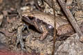 Dark-sided Chorus Frog Microhyla heymonsi