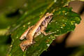 Dark-sided Chorus Frog Microhyla heymonsi