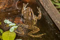 Dark-sided Frog Sylvirana nigrovittata