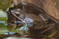 Dark-sided Frog Sylvirana nigrovittata