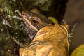 Dark-sided Frog Sylvirana nigrovittata