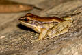 Dark-sided Frog Sylvirana nigrovittata