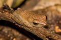 Doria's Bush Frog Chiromantis doriae