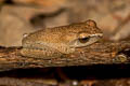 bush frog