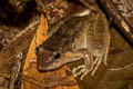 Doria's Frog Limnonectes doriae