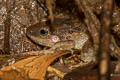 Doria's Frog Limnonectes doriae