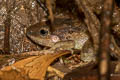 Doria's Frog Limnonectes doriae
