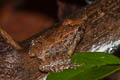Doria's Frog Limnonectes doriae