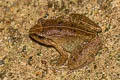 Doria's Frog Limnonectes doriae