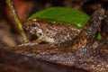 Doria's Frog Limnonectes doriae