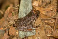 Doria's Frog Limnonectes doriae