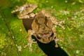 Dwarf Bush Frog Raorchestes parvulus