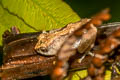 Dwarf Bush Frog Raorchestes parvulus