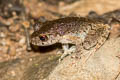 Dwarf Litter Frog Leptobrachella minima (Northern Mud Litter Frog)