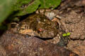 Dwarf Litter Frog Leptobrachella minima (Northern Mud Litter Frog)