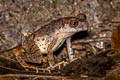 Dwarf Litter Frog Leptobrachella minima (Northern Mud Litter Frog)