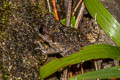 Dwarf Litter Frog Leptobrachella minima (Northern Mud Litter Frog)