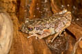 Dwarf Litter Frog Leptobrachella minima (Northern Mud Litter Frog)