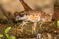 Dwarf Litter Frog Leptobrachella minima (Northern Mud Litter Frog)