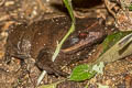 Fea's Horned Frog Brachytarsophrys feae 