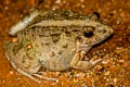 Field Frog Fejervarya limnocharis (Grass Frog)