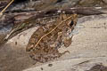 Field Frog Fejervarya limnocharis (Grass Frog)