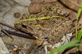 Field Frog Fejervarya limnocharis (Grass Frog)