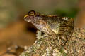 Field Frog Fejervarya limnocharis (Grass Frog)