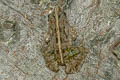 Field Frog Fejervarya limnocharis (Grass Frog)