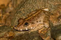 Field Frog Fejervarya limnocharis (Grass Frog)