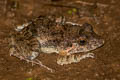 Field Frog Fejervarya limnocharis (Grass Frog)