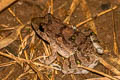 Field Frog Fejervarya limnocharis (Grass Frog)