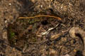 Field Frog Fejervarya limnocharis (Grass Frog)