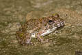 Field Frog Fejervarya limnocharis (Grass Frog)