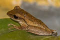 Four-lined Tree Frog Polypedates leucomystax (Common Tree Frog)