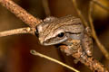 Four-lined Tree Frog Polypedates leucomystax (Common Tree Frog)