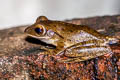 Four-lined Tree Frog Polypedates leucomystax (Common Tree Frog)