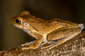 Four-lined Tree Frog Polypedates leucomystax (Common Tree Frog)