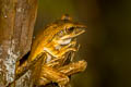 Four-lined Tree Frog Polypedates leucomystax (Common Tree Frog)