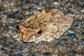 Frilled Tree Frog Kurixalus appendiculatus