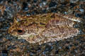 Frilled Tree Frog Kurixalus appendiculatus