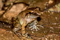 Hasche's Frog Limnonectes hascheanus (Stoliczka's Frog)